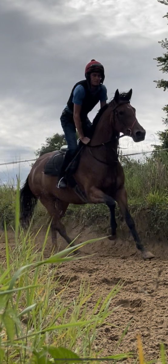 jamesfent's tweet photo. “Last of the Robins” nearing the end of her pre training @HillviewStud for the gang @ClosuttonRacing @WillieMullinsNH https://t.co/Dp4XvcsSCL