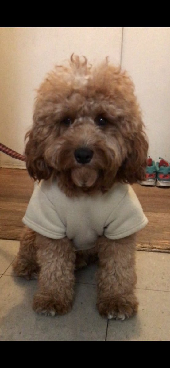 Felt Cute Might Delete Later 😎 #cavapoo #dogs #puppies #viral #trending #kingthecavapoo 

@EllenDeGeneres