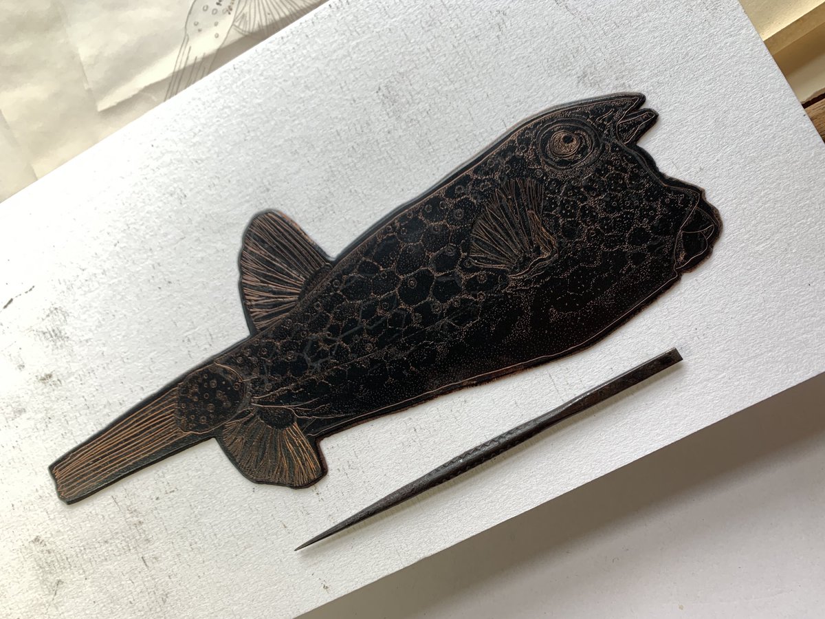 A new plate ready to etch- a Long horned Cowfish #plymouthseafest #marinelife #printmaking