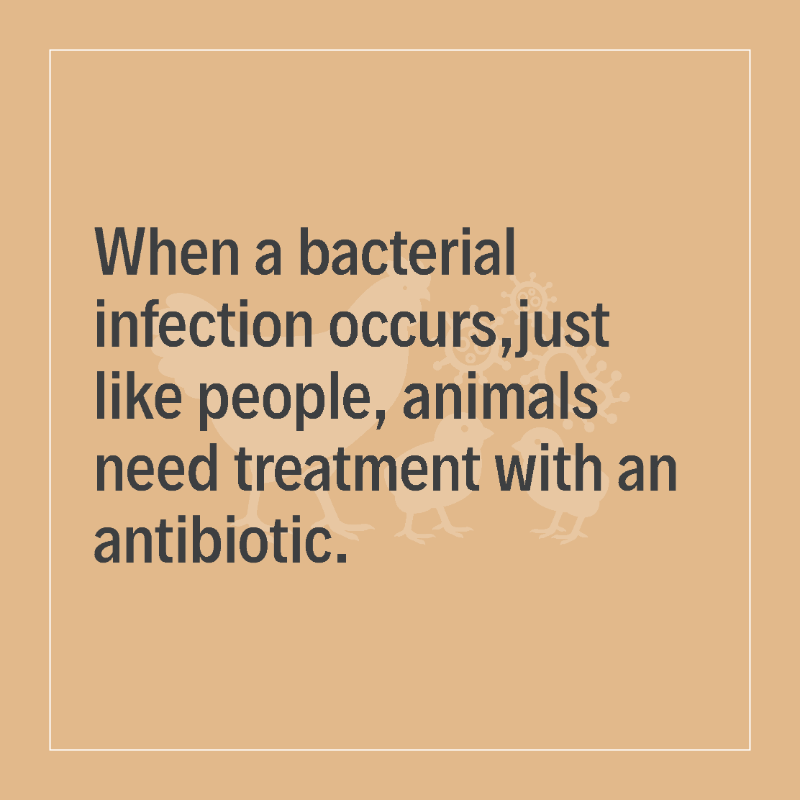 animalhealthEU's tweet photo. #Antibiotics are used in animal health as little as possible, as much as necessary ✔️
They are an important tool in the vet toolbox for protecting health and welfare.