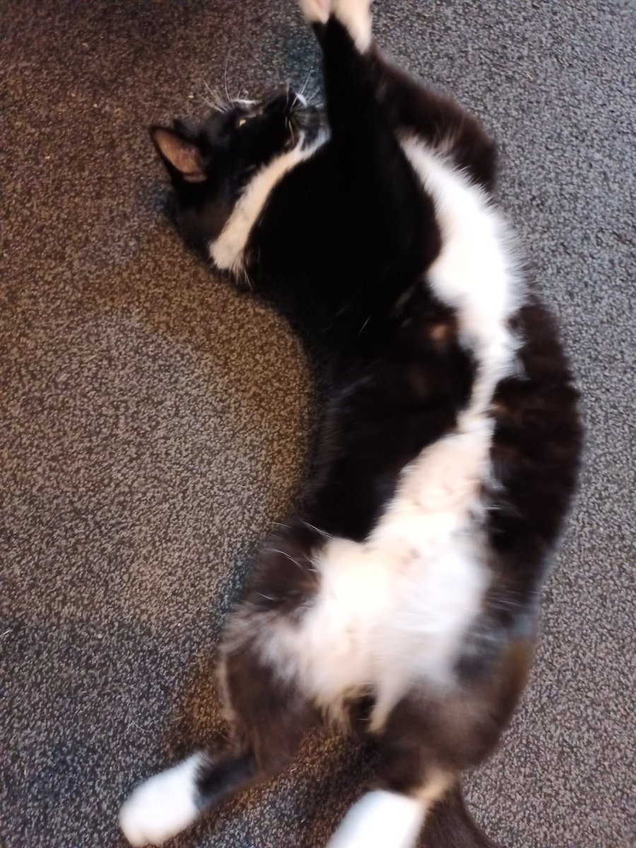 Ashleys Merwin Kitty tweet media