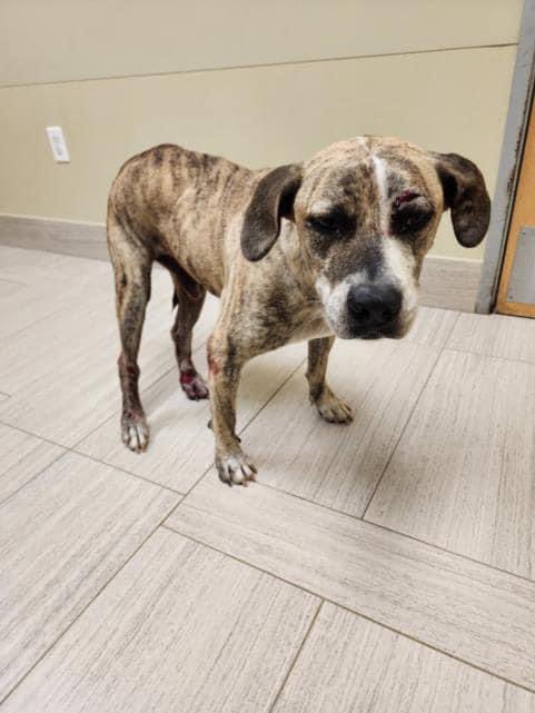911 MEDICAL RESCUE
🆘GRANGER
#A357929
‼️INJURED‼️
🔥RESQ or DIES 8/3🔥
Susp’d HIT BY CAR
Poss PELVIC fracture
TRAUMA 2 rear legs reluctant 2 weight bare🥲🥲
OPEN wounds, ABRASIONS &amp; CUTS eye
Age 4 Treeing Cur Hound
Surgery likely $$
Plz help #Pledge
Any RESCUE will need $$
