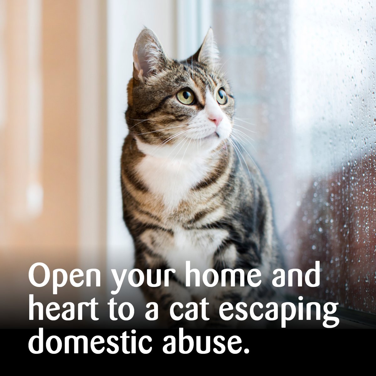 Could you help us by fostering a cat to escape domestic abuse? Your support  could mean that you're not only helping a cat, but you're also supporting a  family to find safety, image size:1200x1200