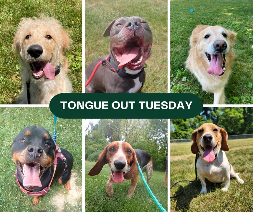 PeacockKennels's tweet photo. Best day of the week! Happy #TongueOutTuesday! 😛🐶😍 https://t.co/GRP7v1vzBt