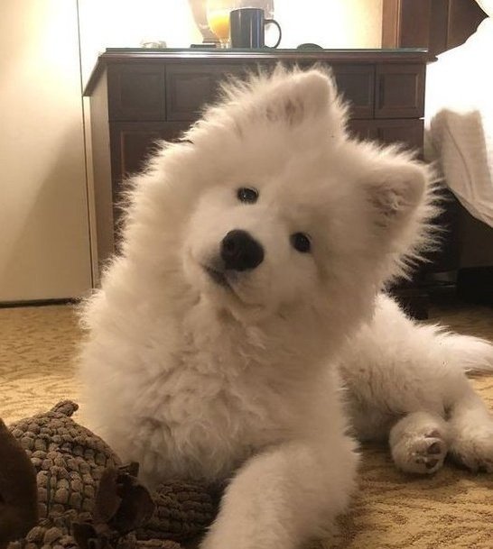 _hourlyjihoon's tweet photo. 🐶💭 #JIHOON #지훈 #ジフン #트레저지훈 #트레저 https://t.co/qVQMHCOgW8