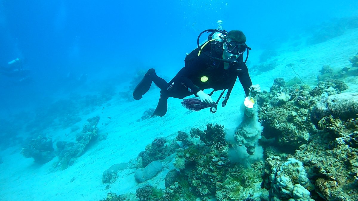 logoshope's tweet image. Nature 🏞 

Our crew loves nature!
On Logos Hope we often partner with other organisations in the ports we visit by doing activities such as gardening, cleaning and much more!

#Nature #LogosHope #Knowledge #Help #Hope