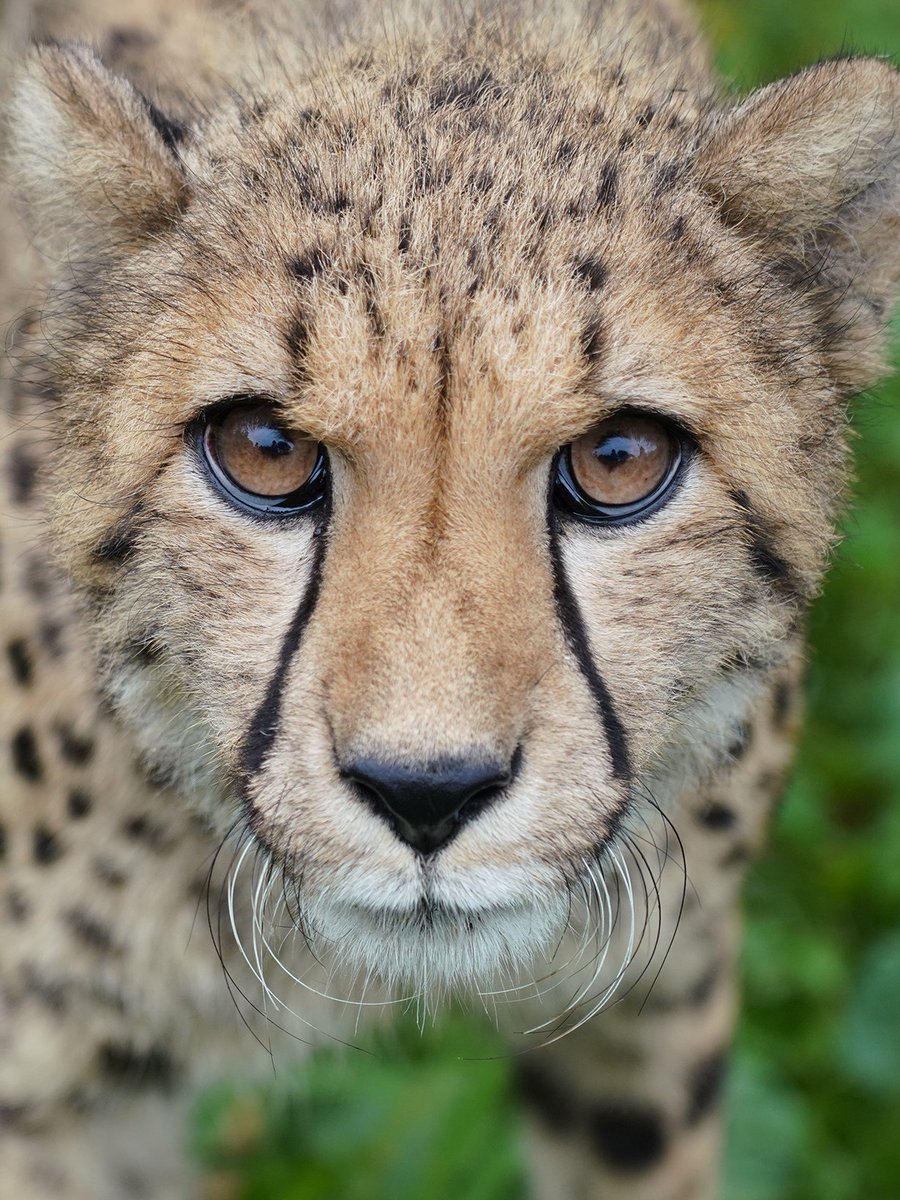 fuji_safari1980's tweet image. もうすぐ１歳！
ずいぶん、凛々しい顔つきに ✨

#2022年8月16日生まれ
#子チーター #cheetahcub 
fujisafari.co.jp/news/baby/4448…