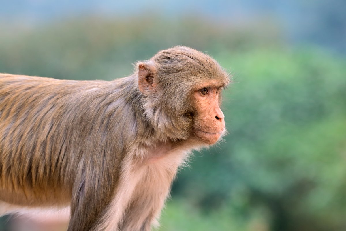FBRorg's tweet photo. Biomedical research with NHPs is important for advances in neuroscience. Read more about a proposed framework for international collaboration for #NHP neuroscience #research.
https://t.co/lupEJw4rds #nonhumanprimates https://t.co/TzQT0SxVCK