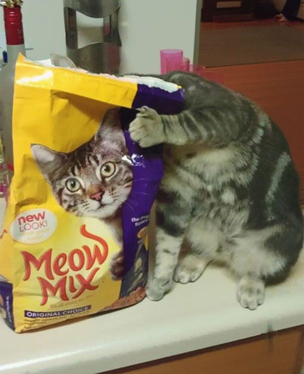 Why you should have a cat tweet media