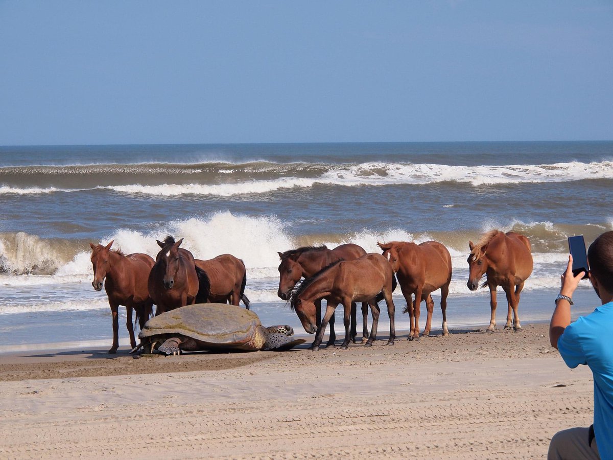 PetHeff's tweet photo. Turtle: “Seriously! The horses in the ocean … It’s the MALES who get pregnant!!” 🤣🤣 https://t.co/j6JMgwX3Pg