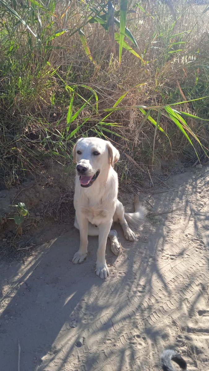 SilviaMylo's tweet photo. Fijaros el labrador de 10 meses los retuits que lleva y es cachorro mayor que el de 2 sin raza 😢
Veis como nosotros también hacemos la diferencia sin darnos cuenta? Pobrecito pequeño que no sabe que no resulta bonito a nadie 😢 💔 https://t.co/s1M72fxuuC