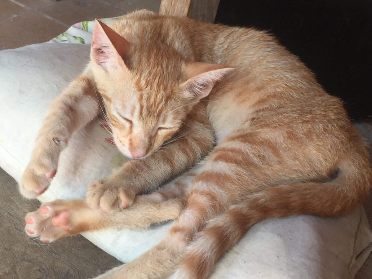 sargusperez's tweet photo. Estamos muy tristes porque desde ayer a la mañana no aparece nuestra Pichu 😔. Por favor si la ven avisen, o ténganla bien 🙏🏻
Zona Hospital de MRA.
0983365438 https://t.co/tBcuVHBWvi