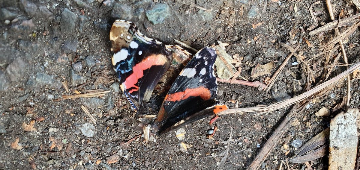 1/2 Found this poor butterfly under a rail bridge,  likely knocked out of the air by traffic. The number of bugs have definitely crashed more in the south east and London compared to other areas as shown in the #BugsMatter work by @KentWildlife so you don't see the traffic