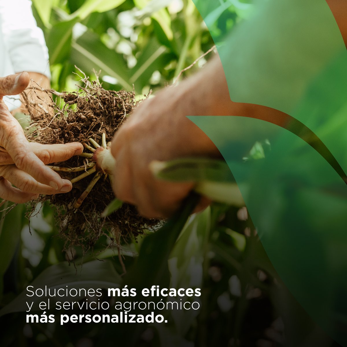 ✅ ¿Ya contactaste a nuestros consultores técnicos para que te brinden el mejor asesoramiento?.

💡 Estamos para guiarte y acompañarte a potenciar tus cultivos.

#NutrienUy #MásNutrienparaVos #MásServicio #MásAsesoramiento