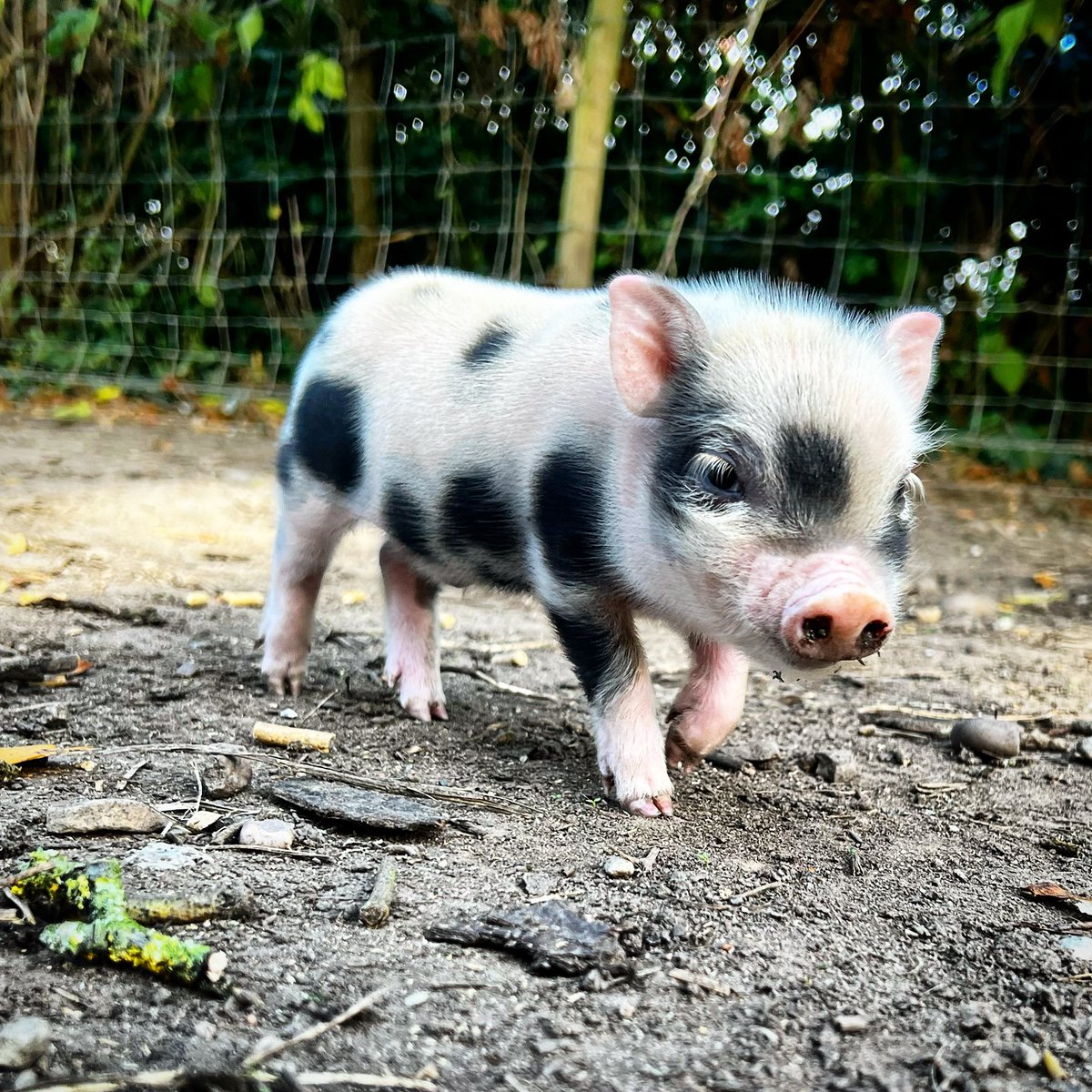PintSizePigs's tweet photo. 💭 Snouts a bit dirty but the rest of me is pretty CUTE 😍 

https://t.co/rWvfJjU0PH https://t.co/A7tmbKZjJK