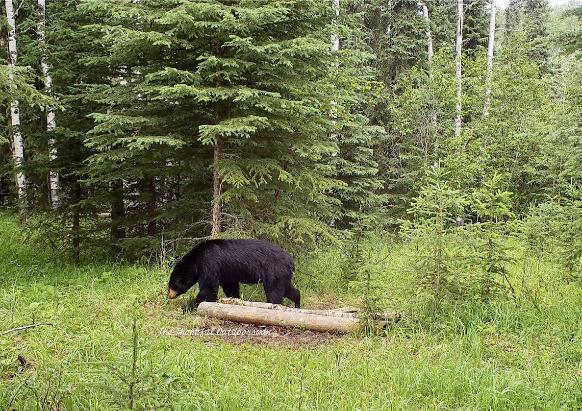 bushcamp2's tweet photo. Nice little black bear wandering past https://t.co/p8h0SkzCUt