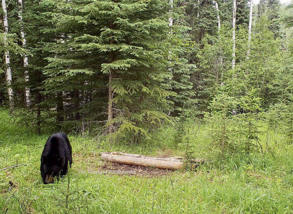 bushcamp2's tweet photo. Nice little black bear wandering past https://t.co/p8h0SkzCUt