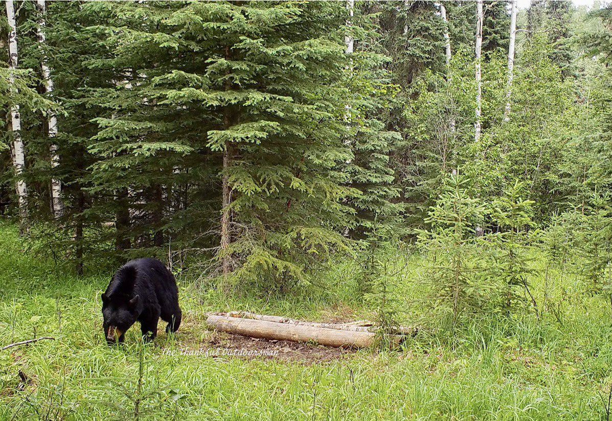 bushcamp2's tweet photo. Nice little black bear wandering past https://t.co/p8h0SkzCUt