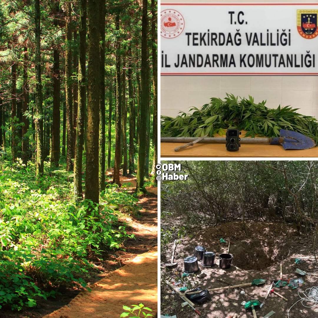 ekolojikradar's tweet photo. #Tekirdağ ormanlarında jandarmadan  #kenevir ve #defineci operasyonu
.
 Kapaklı ilçesinde ormanlık alanda ekili kenevir bulunurken, Çerkezköy ilçesinde ormanda kaçak kazı yapan 3 kişi yakalandı. https://t.co/W5WhvLb12S