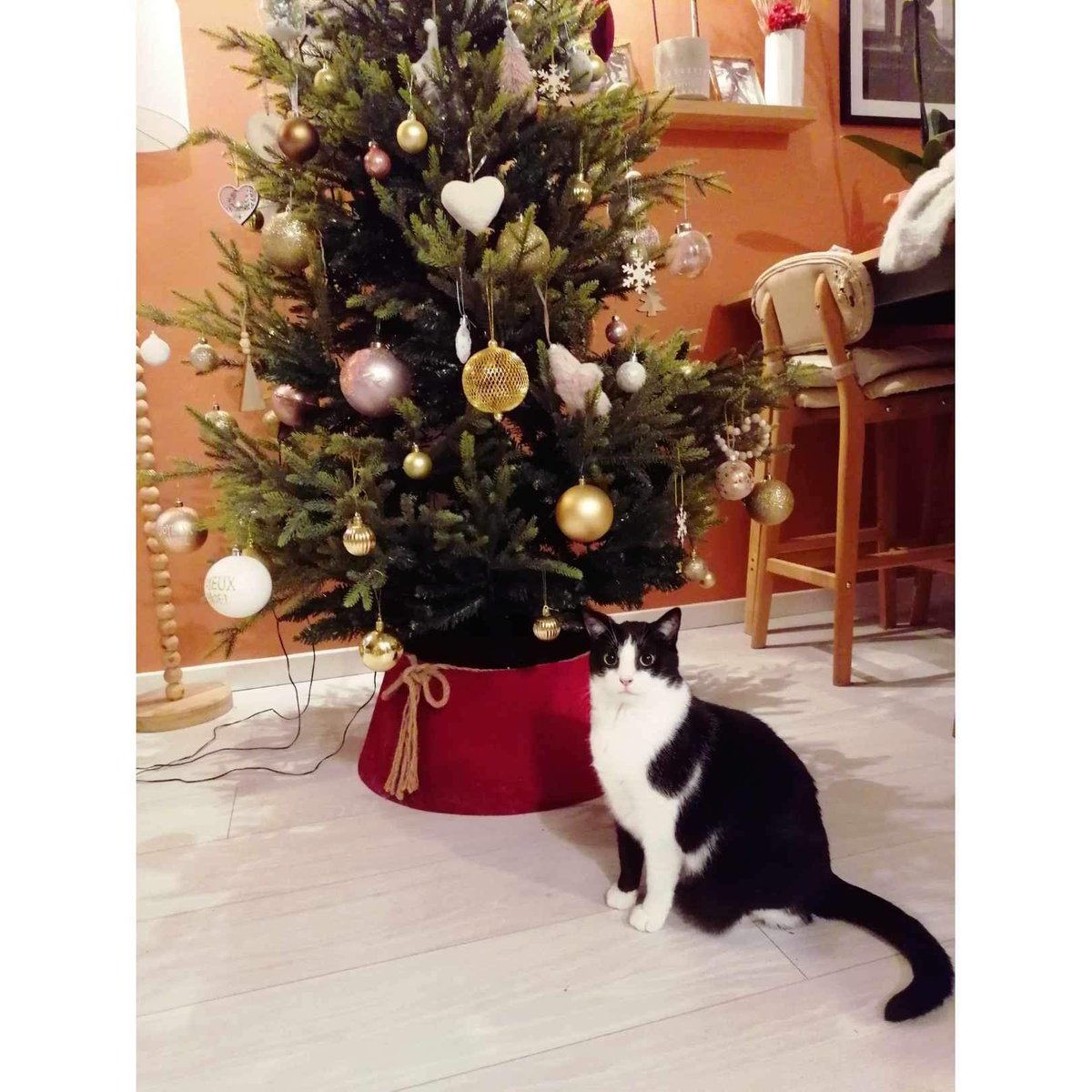 RaymackersM's tweet photo. @tontonyams Les deux potitchats https://t.co/36WtspFJOg