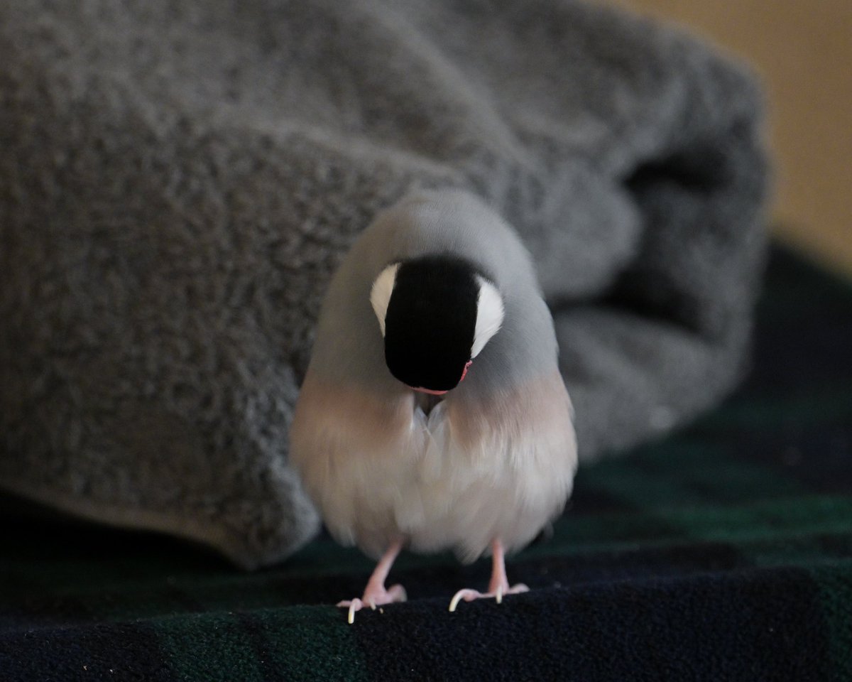 お手入れ中の文鳥🍙
