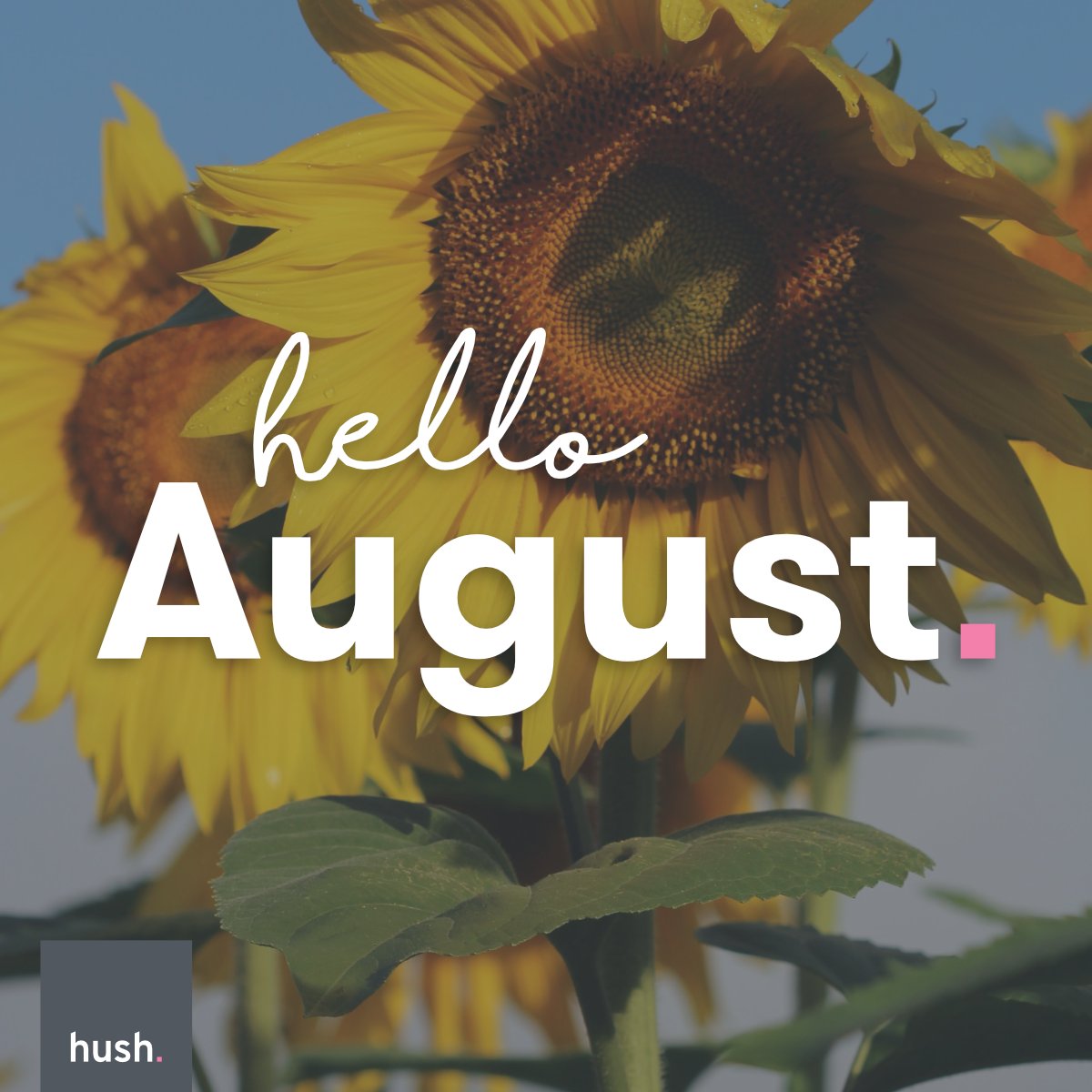 Hush Digital tweet media
