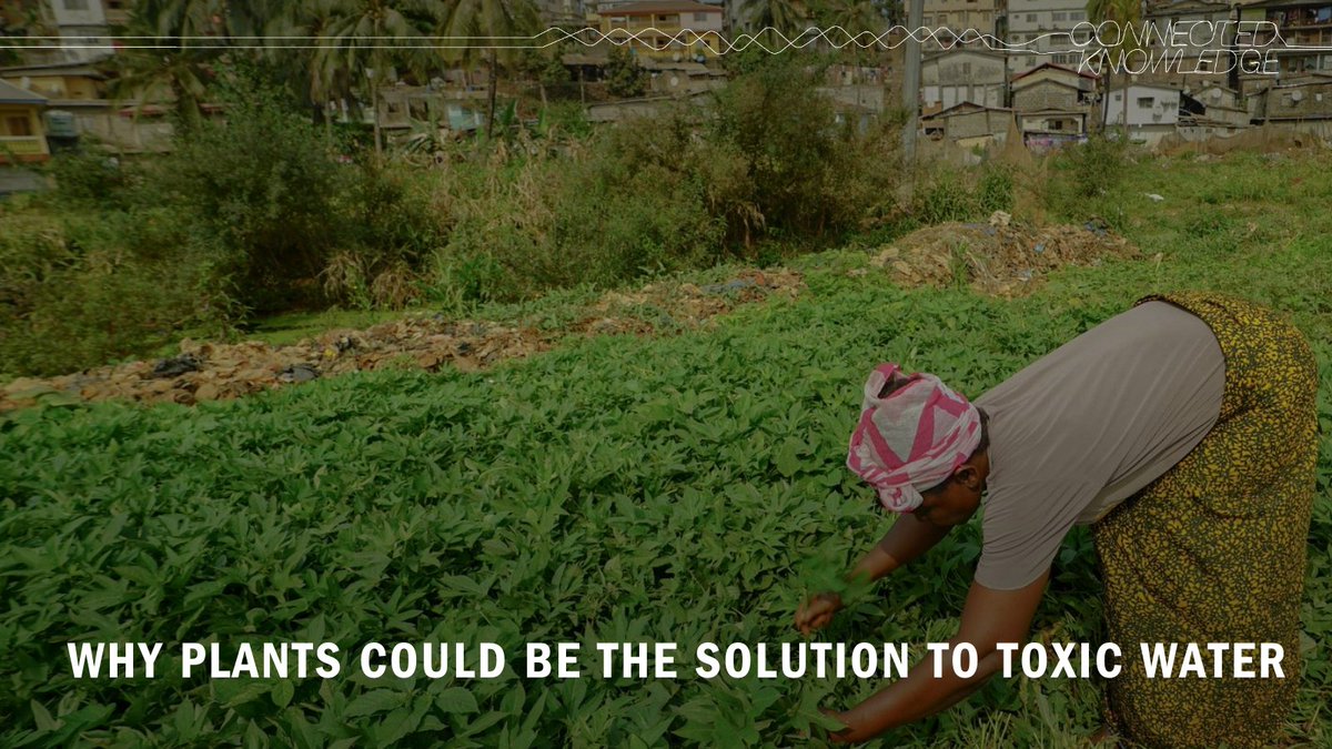 BritishAcademy_'s tweet photo. In Freetown, Sierra Leone, experts in human geography, civil engineering and botany are learning from and working alongside local farmers to detoxify wetlands used for urban agriculture. Read the full #ConnectedKnowledge story: https://t.co/awhK4kMfOA https://t.co/vmIf1pBZlr