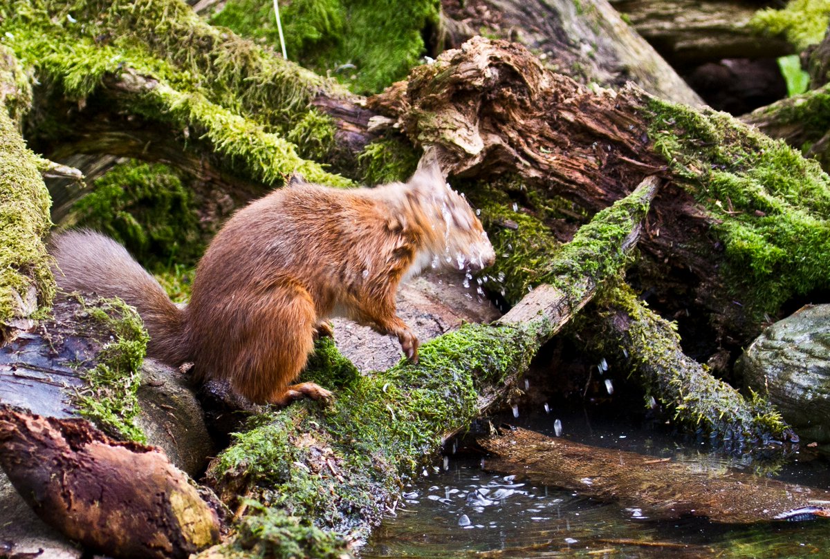 Red squirrels are one of Scotland's iconic woodland species.🌳🐿️

But, in celebration of #NationalMarineWeek, did you know red squirrels can also swim?! 🏊🌊

This behaviour isn't often captured, so if you ever see it take a photo/video and send it into us!

📸 Steve Gardner