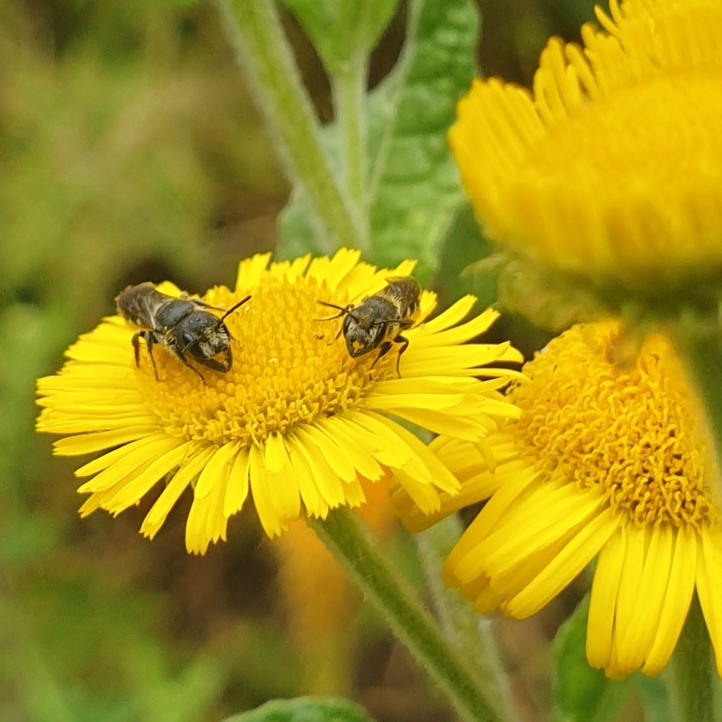 One of the best ways you can help #SolitaryBees in your garden is to grow lots of open, pollen-rich flowers that they can forage from to stock their nests, like the Common Fleabane these Large-headed Resin Bees are enjoying today. #SolitaryBeeHour  🌻🌼🐝