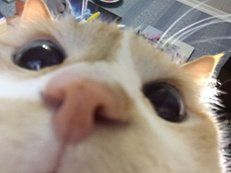 jay as cats ᗢ tweet media