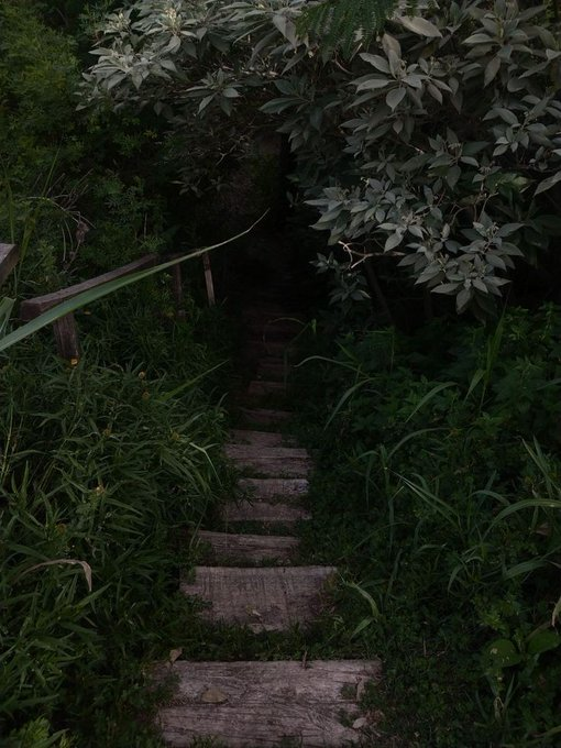 artindetaiIs's tweet photo. into the woods. https://t.co/Ay6QsknriK