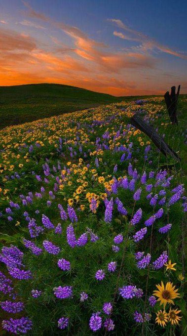 artindetaiIs's tweet photo. a field of flowers. https://t.co/wVbJdsbeUA