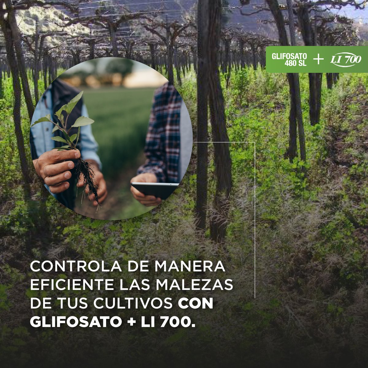 💪🏼 Garantiza la protección de tus cultivos con el control eficaz de malezas que provee Glifosato + LI 700 🌱.

➡️ Comunícate con nuestros asesores técnicos para recibir las mejores recomendaciones.

#NutrienUy #Li700 #Glifosato