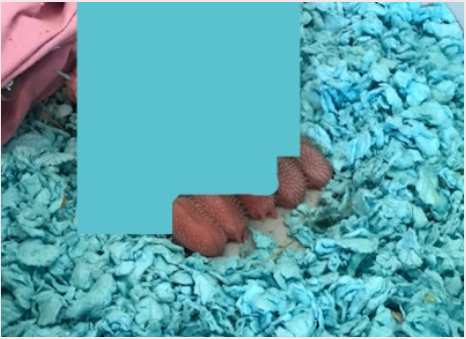 MockingJhane's tweet photo. can someone tell me what do you see on the photo?  Lol one of the riddles and i can't solve it https://t.co/48OAJcPc0g