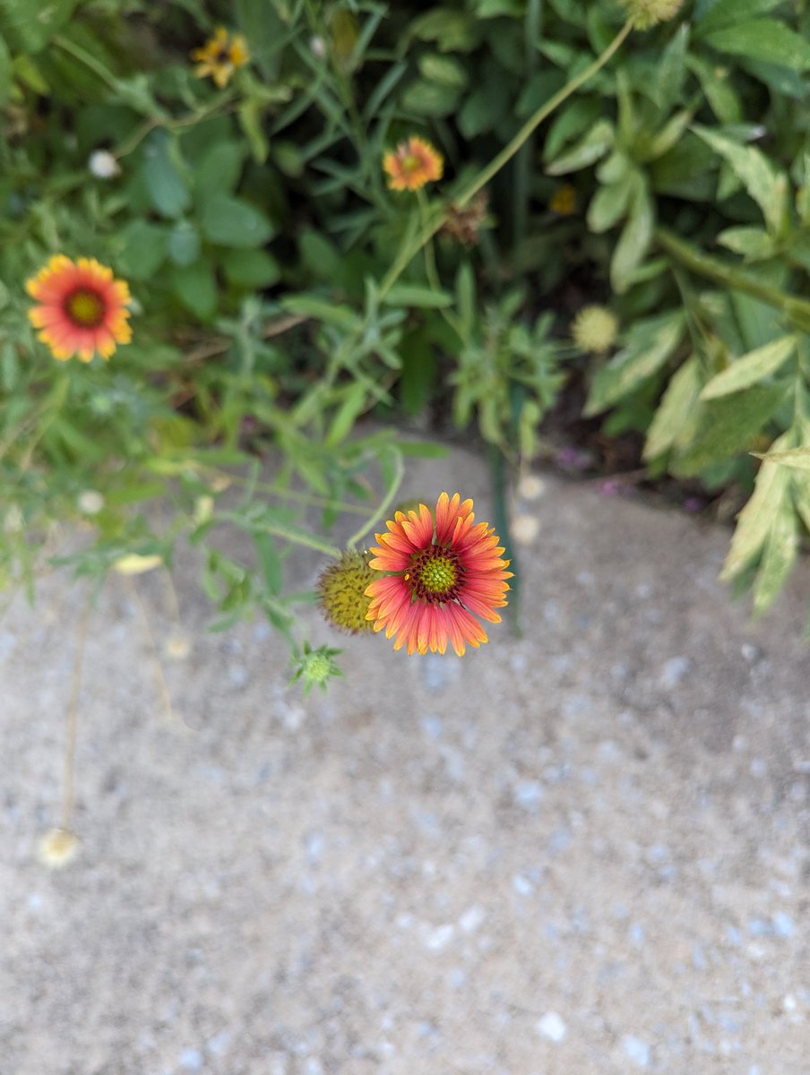 realgedmiller's tweet image. Spikey flower, soft flower, little ball of color.

#namethatplant