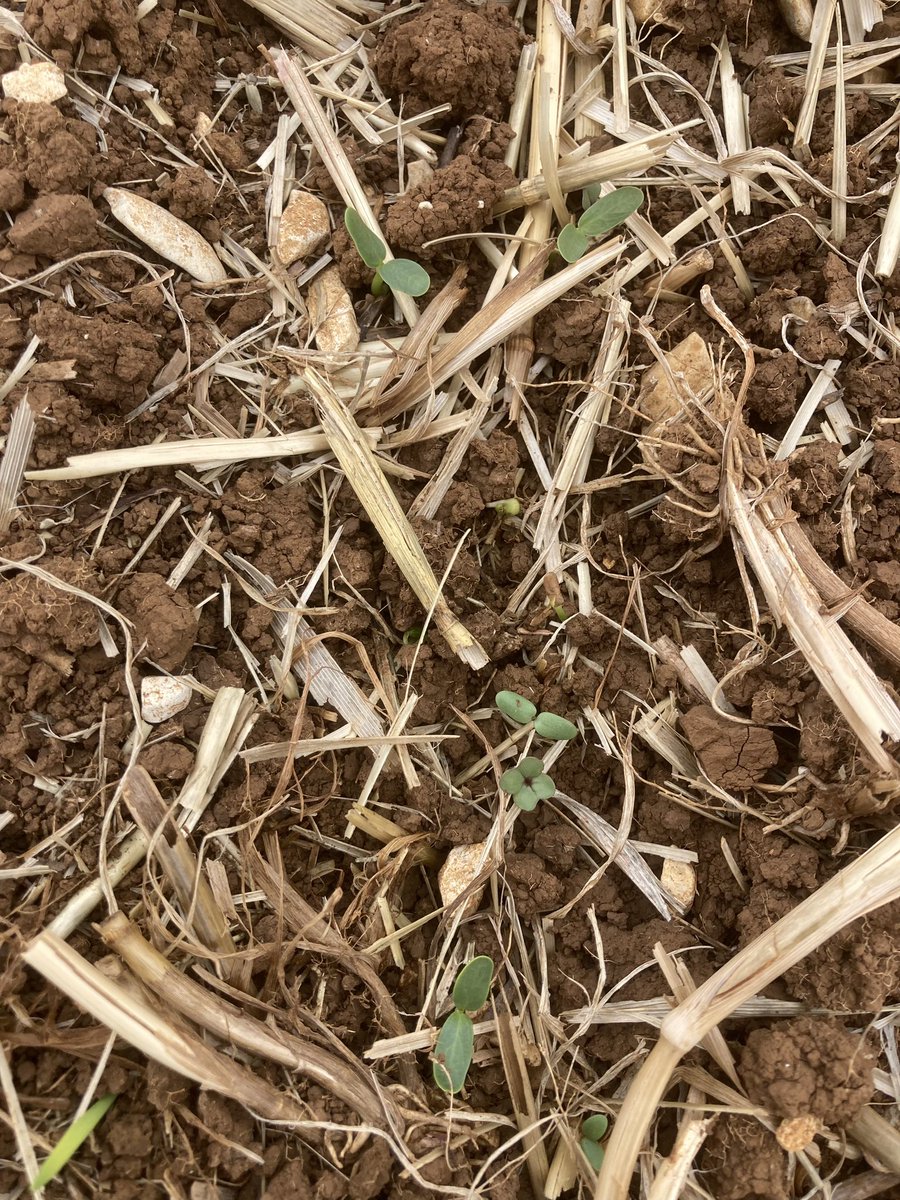 OlivierCOSTE2's tweet photo. Je suis curieux,je mets mes👢et nous allons @laurentjung54 cet après-midi avec une #Agriculture des plateaux de #Bourgogne,faire des observations🧐dans un #Colza #ColzaProtect.
Pour le moment @BONNIN1402 et en faisant l’#Addition,nous avons déjà 2 plantes compagnes🌱,sur les 3. https://t.co/zo4CWH9aJT
