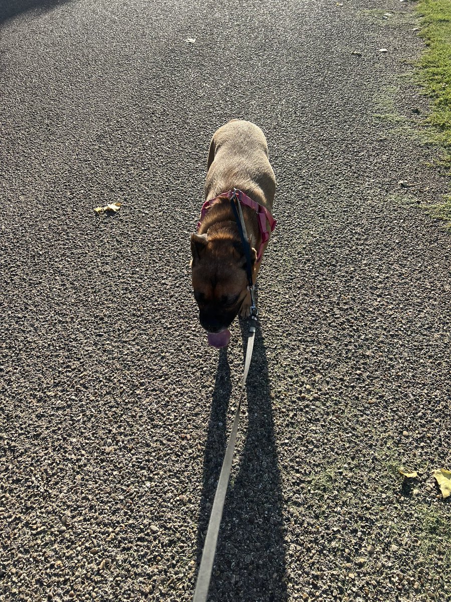 sean110423's tweet photo. 35 minute recovery run this morning. Ran 3.72 miles with Nike Run Club #nrc #marathontraining #dogrunning #summer #tuesdayrun #texasrunners https://t.co/q3YKMHkE2v