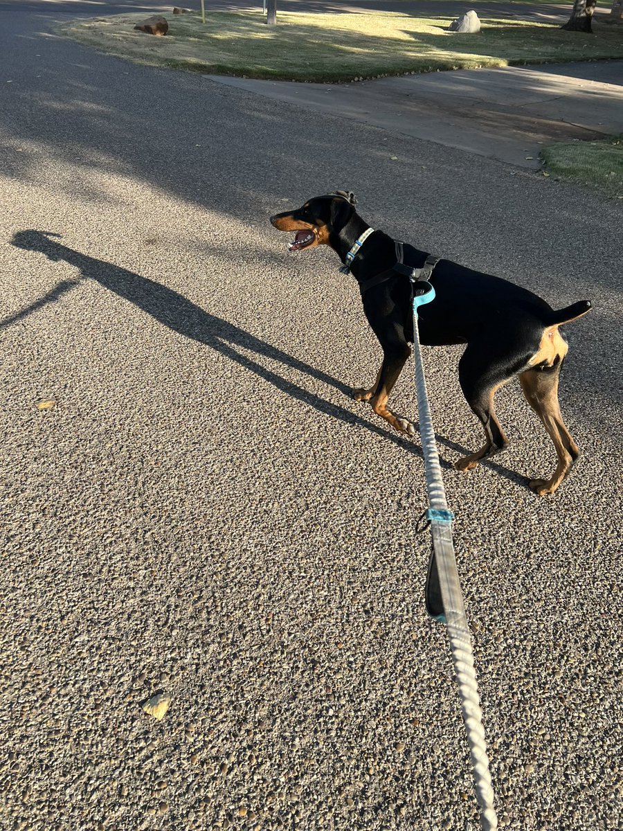 sean110423's tweet photo. 35 minute recovery run this morning. Ran 3.72 miles with Nike Run Club #nrc #marathontraining #dogrunning #summer #tuesdayrun #texasrunners https://t.co/q3YKMHkE2v