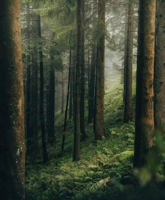 artindetaiIs's tweet photo. lost in nature. https://t.co/ueuOusdKHh