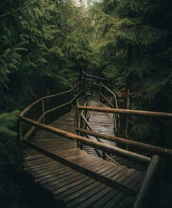 artindetaiIs's tweet photo. lost in nature. https://t.co/ueuOusdKHh