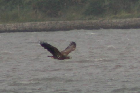 Tom_Darron's tweet image. White Tailed Eagle!!!!!!!!! pair of wtes seen on the sunset harbour cruise with @harbourbirds on sunday! flew right by the boat was amazing to see, 4th picture shows both male and female, 📸30.07.23
