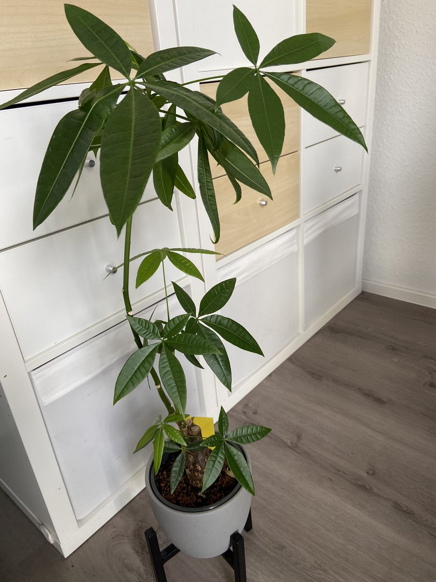 she got big and almost died when we moved 👀👀👀