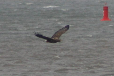Tom_Darron's tweet image. White Tailed Eagle!!!!!!!!! pair of wtes seen on the sunset harbour cruise with @harbourbirds on sunday! flew right by the boat was amazing to see, 4th picture shows both male and female, 📸30.07.23
