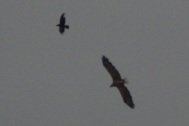 Tom_Darron's tweet image. White Tailed Eagle!!!!!!!!! pair of wtes seen on the sunset harbour cruise with @harbourbirds on sunday! flew right by the boat was amazing to see, 4th picture shows both male and female, 📸30.07.23