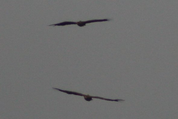 Tom_Darron's tweet image. White Tailed Eagle!!!!!!!!! pair of wtes seen on the sunset harbour cruise with @harbourbirds on sunday! flew right by the boat was amazing to see, 4th picture shows both male and female, 📸30.07.23