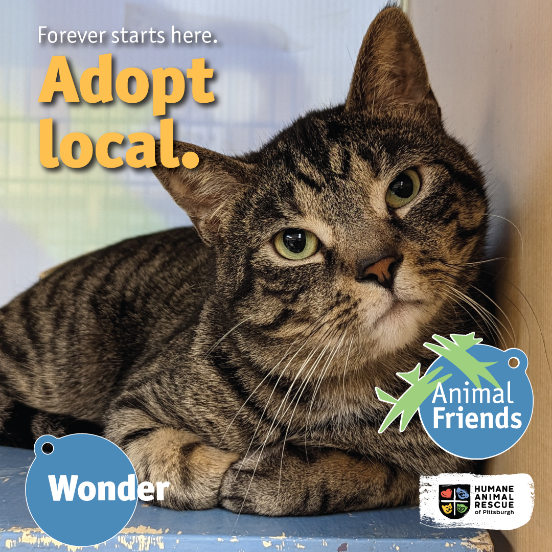 Animal Friends tweet media