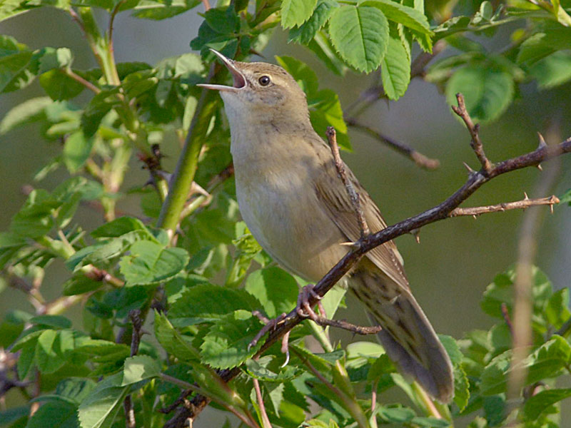 WildlifeTV02's tweet photo. Grasshopper warblers are such enthousiastic singers! Sound on is recommended.
#sprinkhaanzanger #grasshopperwarbler #warbler #vroegevogels #nfnl #majestic_wildlife #bns_birds #ip_birds #pocket_birds #likes #natgeoyourshot #birds_private #rebels_nature #best_birds_planet https://t.co/FniE1wA0Qy