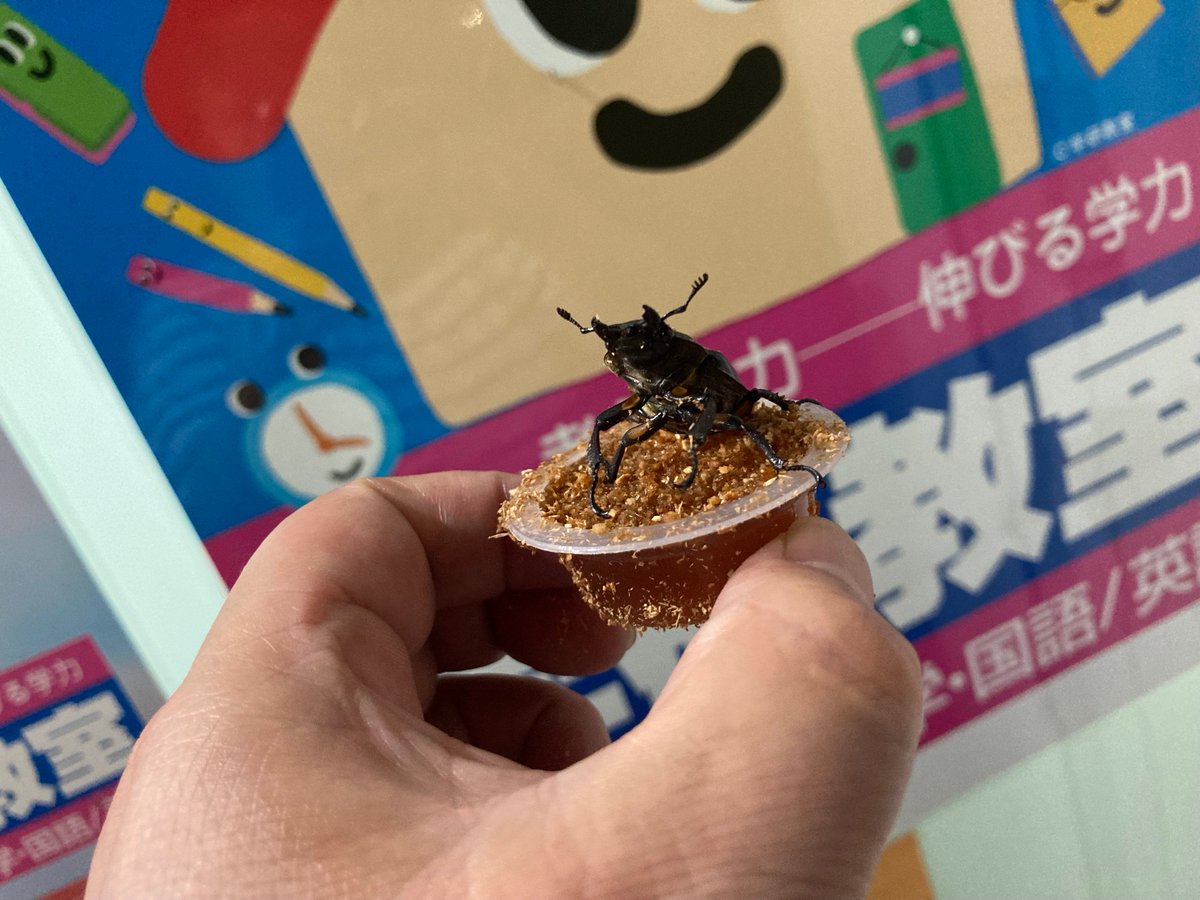 PapilsG's tweet photo. 先週、最後の生徒を見送りに外に出ると、クワガタがひっくり返ってた！学研教室の子たちにも見せたくて飼育中だが、子供たちの反応は鈍い。大喜びしたのはわしだけだ。そろそろお外に放そう。

#通い放題
＃GDLS
#入試対策
＃夏期講習
#学研　#個別指導塾
＃オンライン授業
＃AI
#旭川市 https://t.co/HMSFGAJt7H