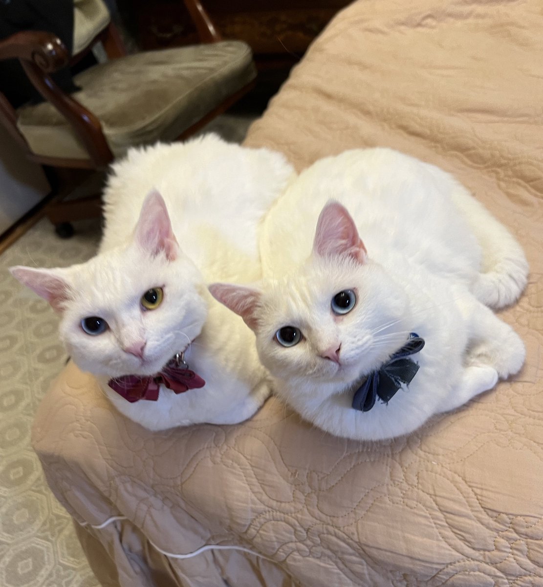MillnaCat's tweet photo. 🍣になっちゃうね〜 #ねっこ https://t.co/Sk4POT5NQK