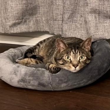 Animal Friends tweet media